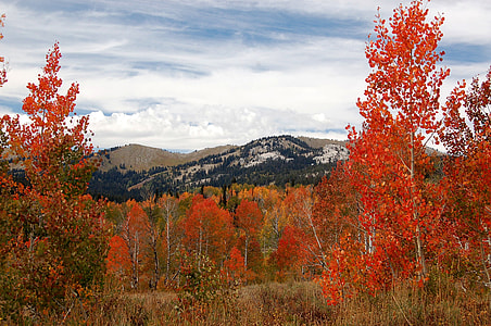 in distant brown mountain from red trees thumbnail