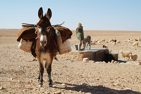 brown and white donkey during daytime thumbnail