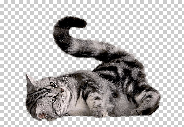 Cat Kitten Dog Cat Kitten Png Clipart Free Cliparts Uihere