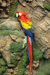 scarlet macaw thumbnail