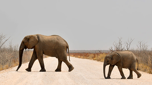 brown elephant crossing street photography thumbnail
