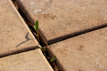 green plant thumbnail