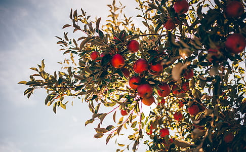 photo of green leaf plant and red fruits under white clouds at daytime thumbnail