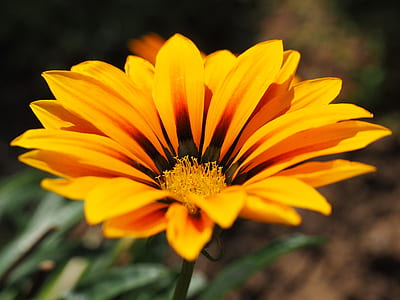 selective focus photography of yellow and red Gazania flower thumbnail