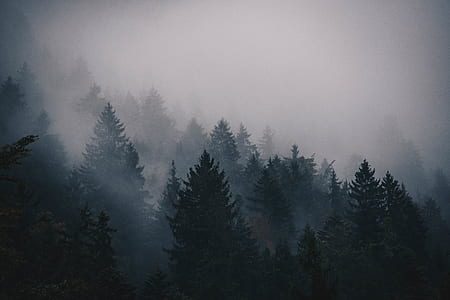 photo of pine trees thumbnail