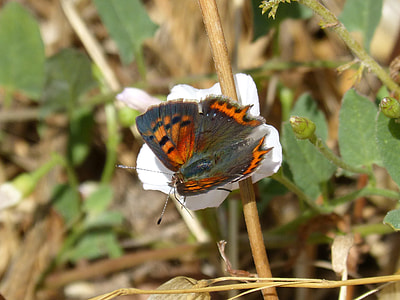 Butterfly, Lycaena Phlaeas thumbnail