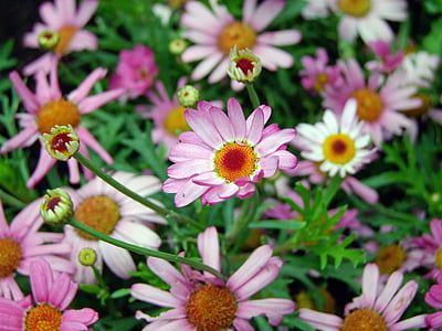 pink and white petaled flowers thumbnail