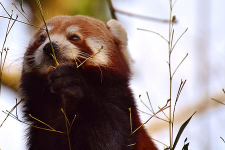 close-up photography of red panda beside green grass thumbnail