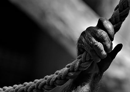 grayscale photography of monkey's hand holding rope thumbnail