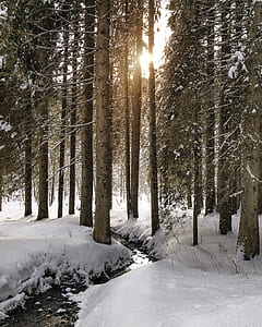 sunrise during snowy weather thumbnail