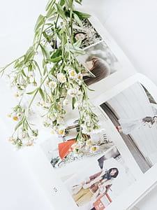 white-and-yellow petaled flowers thumbnail