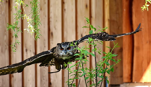 black and gray owl flying beside leafed plant thumbnail