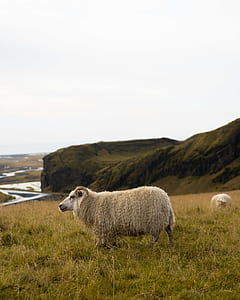 white sheep standing on green grass field during daytime thumbnail