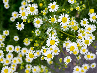 white petaled flower thumbnail