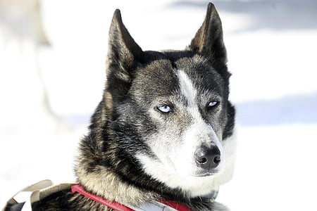 Siberian husky thumbnail