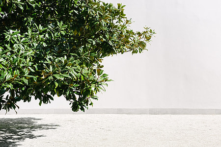 green leafed tree near white wall thumbnail