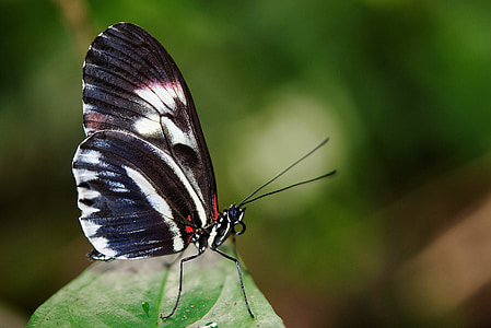 selective focus photography of black, red, and white longwing butterfly on green leaf thumbnail