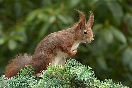 brown squirrel standing on branch thumbnail