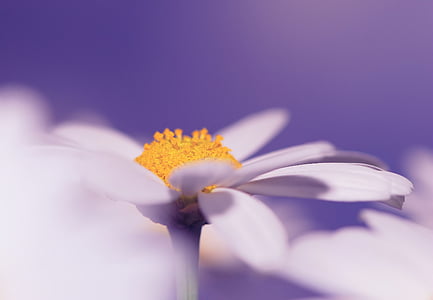 white daisy in bloom at daytime thumbnail
