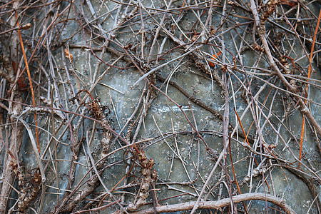 brown twigs placed on wall thumbnail