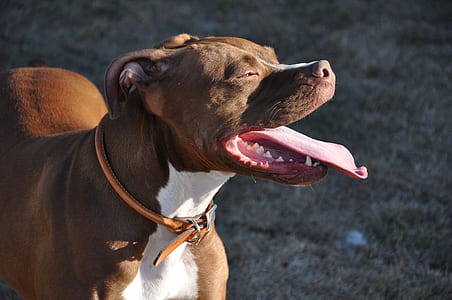 closeup photography of adult tan and white American pit bull terrier thumbnail