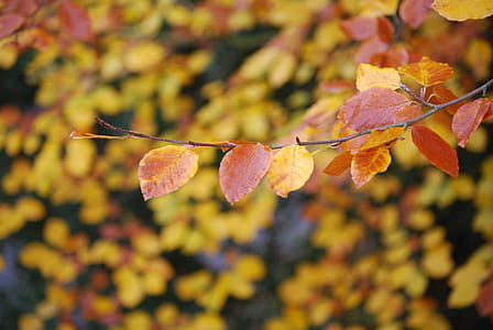 Brown and Yellow Leaves on Focus Photo thumbnail