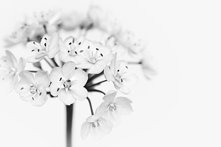 white petaled flower in closed-up photo thumbnail