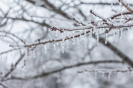 iced water dews on branches thumbnail