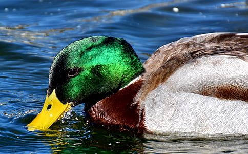 male mallard duck floating on body of water thumbnail