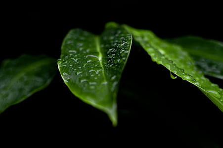 Dew in Green Leaves thumbnail