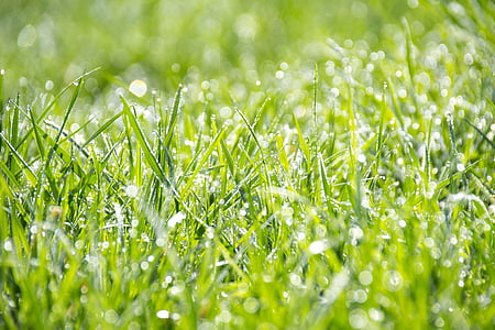 photo of green grass with water dews thumbnail