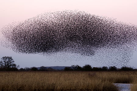 flock of bird above grass field thumbnail