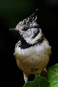 close-up photography of broan bird thumbnail