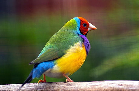 close-up photography of green, yellow, red, and purple bird thumbnail