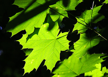 green leaf plant thumbnail