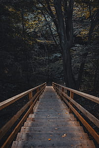 Photo of Wooden Stairs In Forest thumbnail