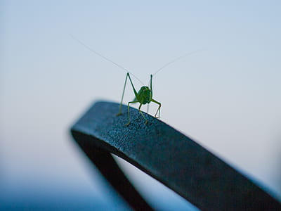 grasshopper on black metal thumbnail