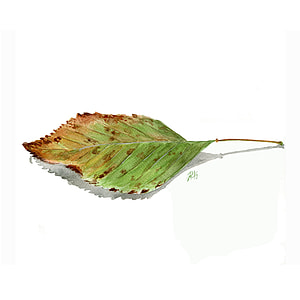 green and brown leaf thumbnail