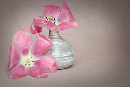 two pink petaled flowers thumbnail