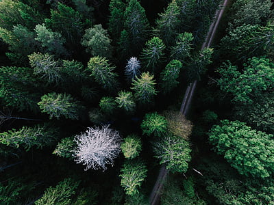 aerial view of green leafed trees thumbnail