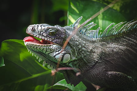 closeup photo of gray reptile near plant thumbnail