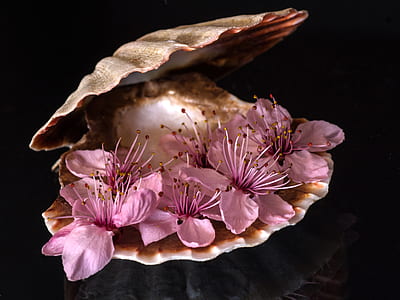 Purple Flower Inside Sea Clamp thumbnail