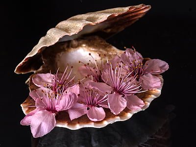 flowers in clamp shell photo thumbnail