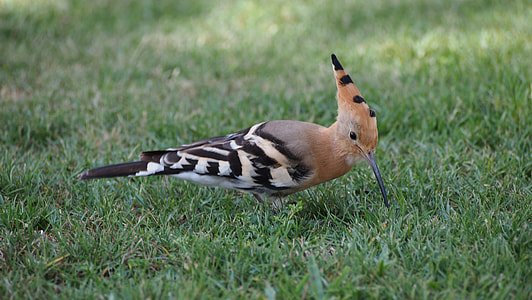 brown and black bird thumbnail