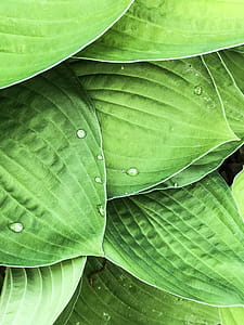Green Leaf Plant thumbnail