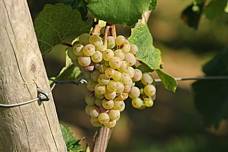 selective focus photography of white grapes thumbnail