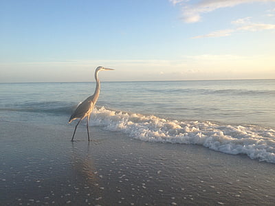 brown heron walking on seashore during daytime thumbnail