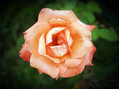 orange rose thumbnail