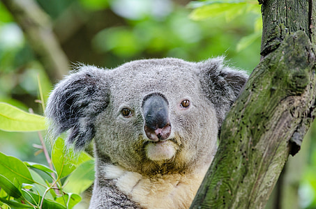 gray koala thumbnail