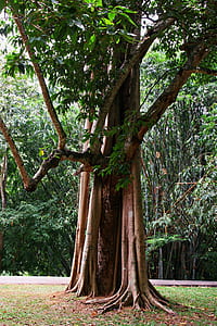Green Tree thumbnail